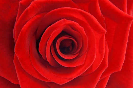 Macro of red rose can be used as background