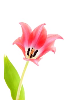 Beautiful pink tulip in closeup over white background