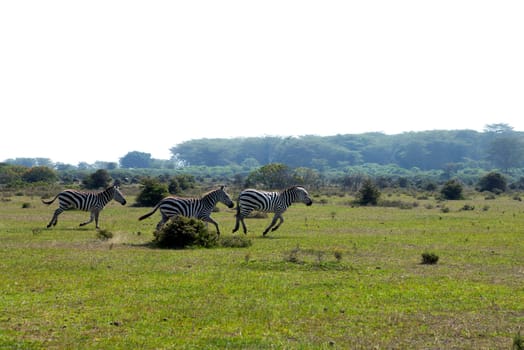 Three running zebra in Kenya Africa