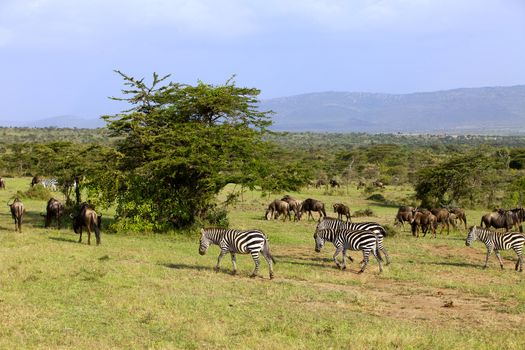 Zebra and wildebeest in Masai Mara Africa