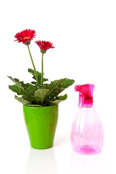 Pink plastic water plant sprayer and Gerber flowers in pot over white background