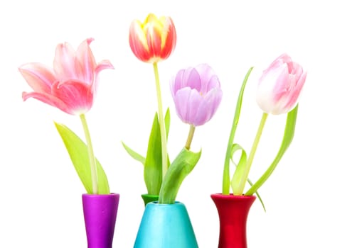 Colorful Dutch tulips in closeup over white background