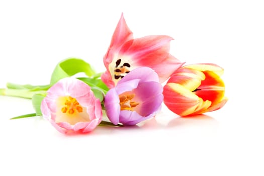 Colorful Dutch tulips in closeup over white background