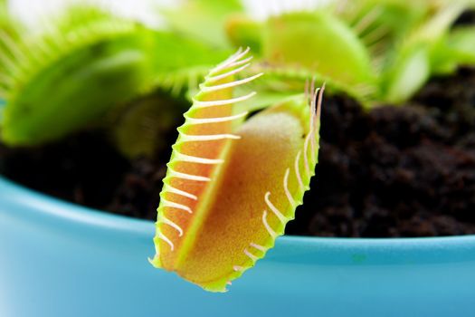Blue pot with Dionaeaalso known as flytrap in closeup
