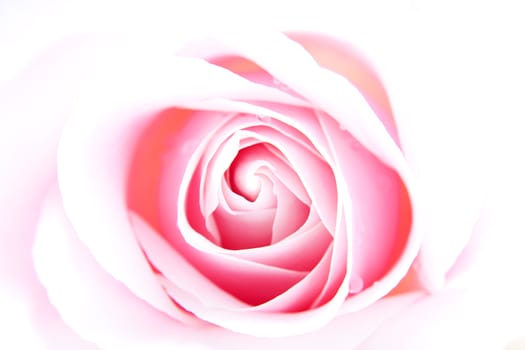 beautiful pink rose flower in closeup