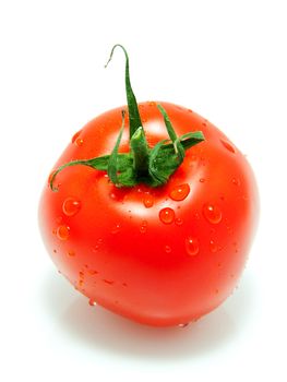 One red tomato with water drops over white background
