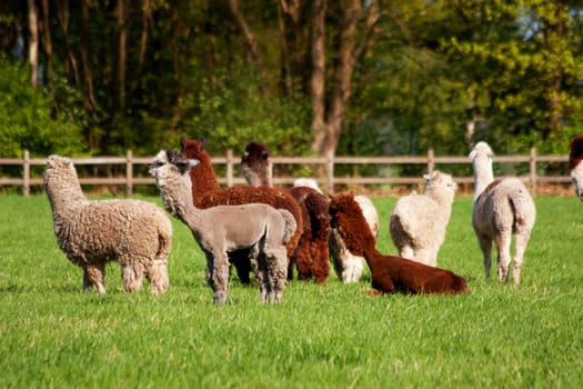 Meadow with llama