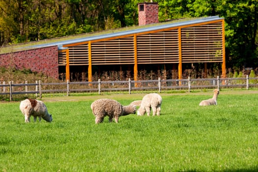Meadow with grazing sheep
