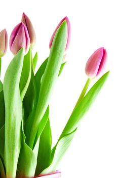 Pink Dutch tulips in closeup over white background