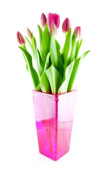 Bouquet of Pink Dutch tulips in vase over white background