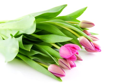 Bouquet of Pink Dutch tulips in closeup over white background