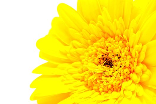 One yellow Gerber flower in closeup over white background