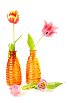 Dutch tulips in orange vases  over white background