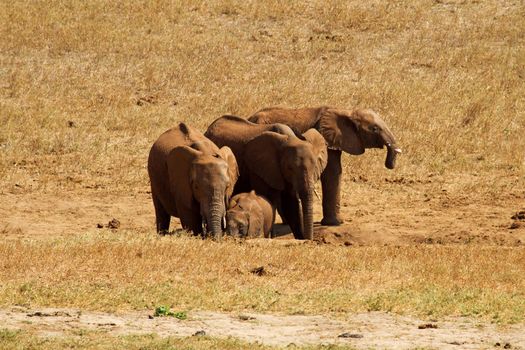 couple of African elephant in Ngulia safari Kenya