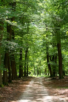 Empty lane is green forest on sunny day