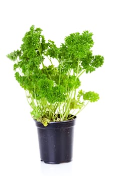 plant of parsley in pot over white background 
