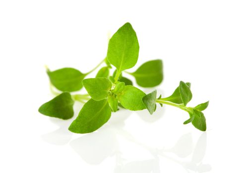 Macro shot of twig thyme over white background
