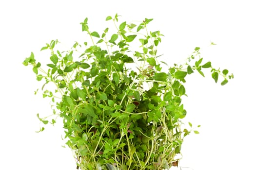 Plant of fresh thyme in closeup over white background