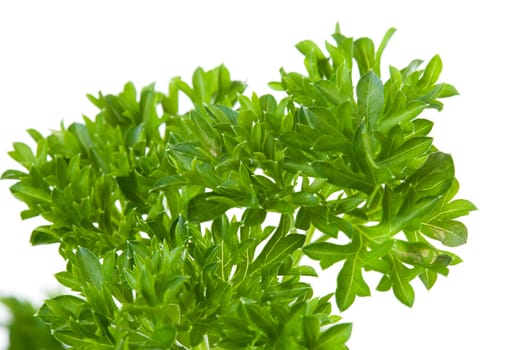plant of parsley in closeup over white background