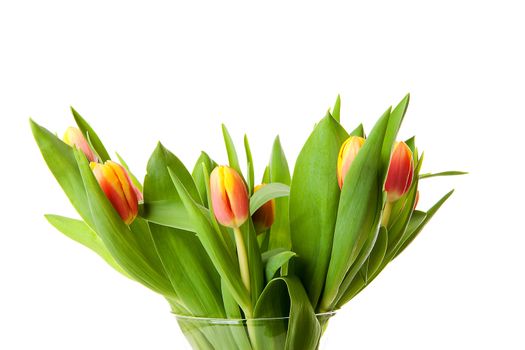 Bouquet of Dutch tulips over white background