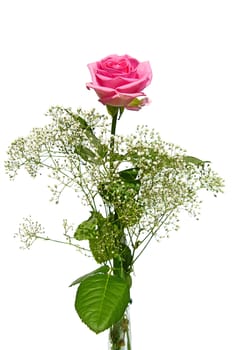 Beautiful pink rose with gypsum herb isolated on white background