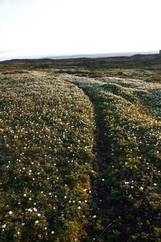 Path through a field of cloudberry-flowers