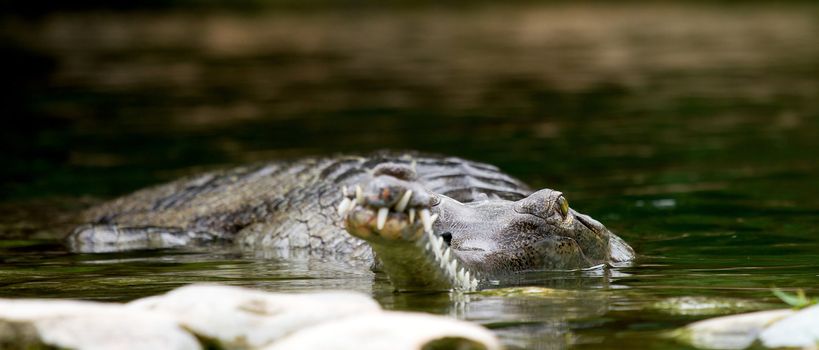 Closeup of crocodile in water