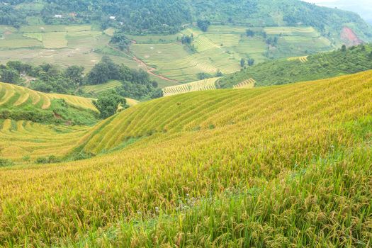 Rice terraces in the mountains in Sapa, Vietnam