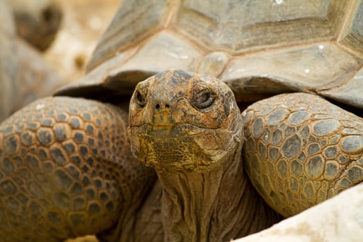 Face of turtle in closeup