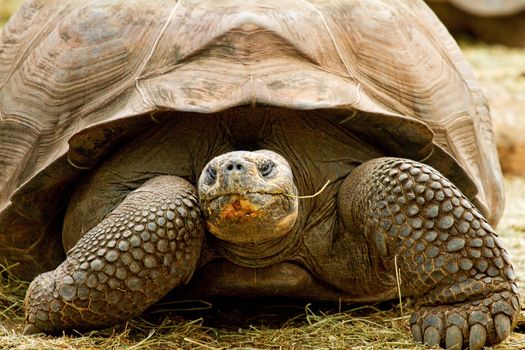 Front of turtle in closeup