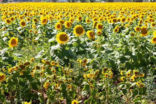Field with sun flowers in the south of France