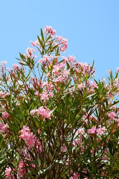 Pink Oleander flowers against blue sky