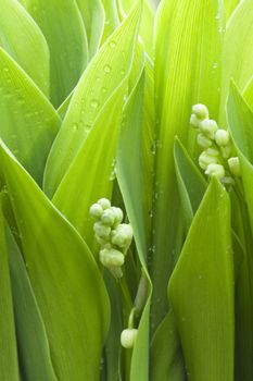 Focus on fresh green wet leafs of lilies
