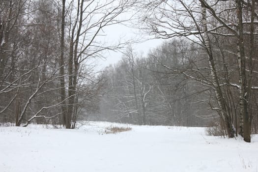 Winter forest landscape.