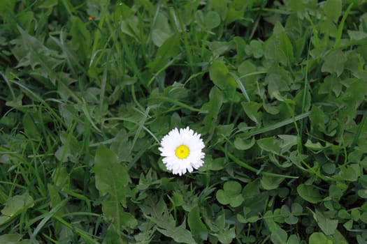 Single white flower in green grass