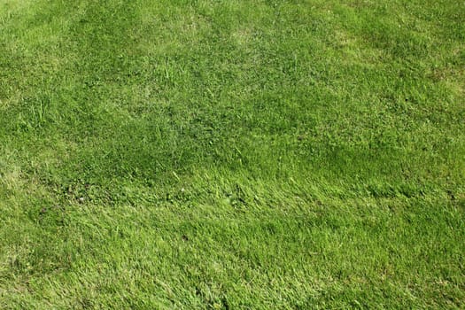Green grass background