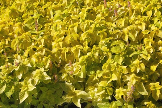 Yellow plants background