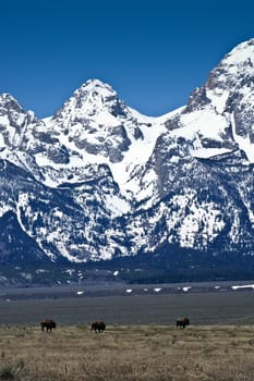 Tetons in winter with bison