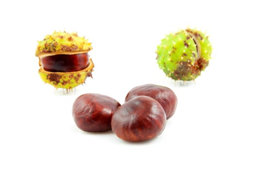 Autumn look with chestnuts isolated on white background