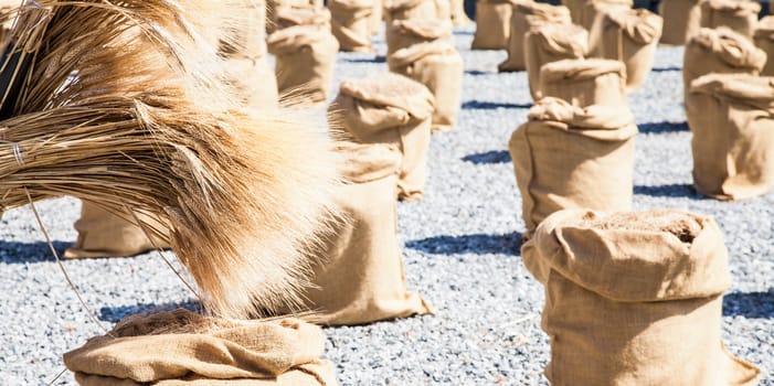 Wheat sacks during a sunny day in a warm  summer season