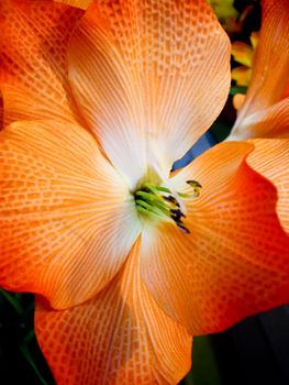 Exotic orange flower in botanical gardens