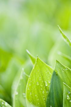 Focus on fresh green leafs of lilies with dewdrops
