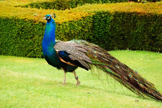 Male peacock in park, bench, lawn, plants