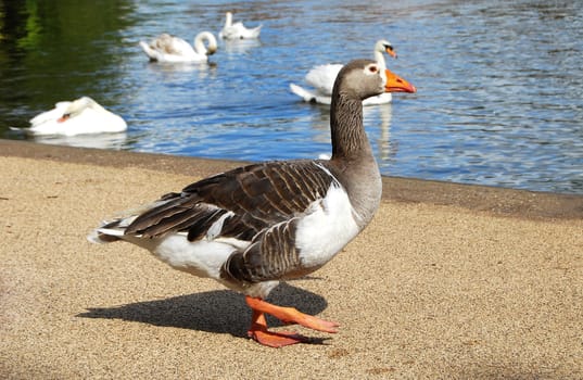 Duck closeup on lake bank, water, swans