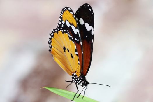 Monarch butterfly on a leaf over abstract sepia background