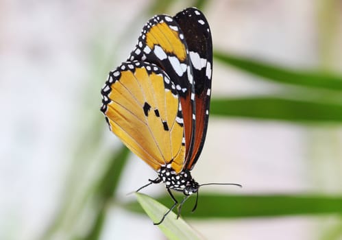 Monarch butterfly sitting on leaf