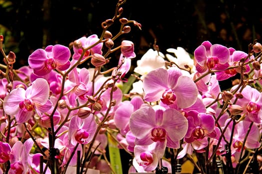 couple of beautiful pink orchid flowers in closeup