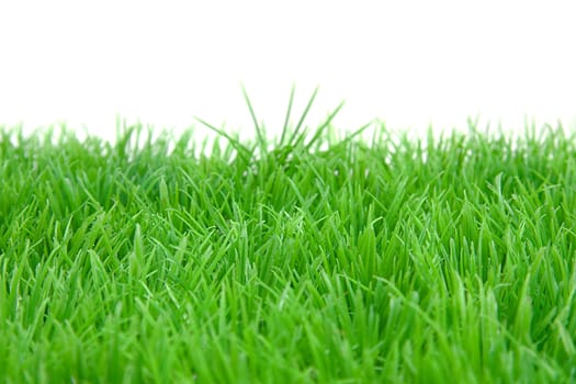 green grass in closeup against white background