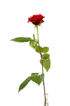 One single red rose over white background