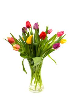 Dutch tulips in glass vase over white background